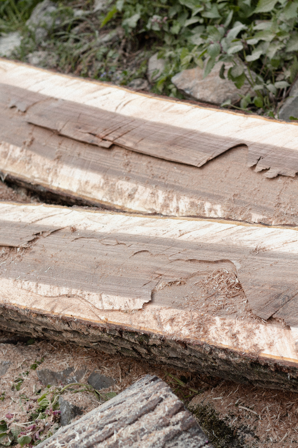 Photo by Antônio Frederico Lasalvia